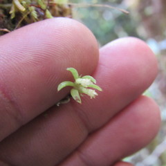 Fernandezia hispidula