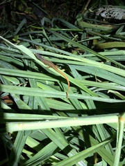 Cercosaura oshaughnessyi