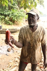 Dactylopterus volitans