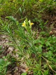 Linaria biebersteinii