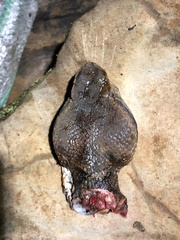 Bothrocophias microphthalmus