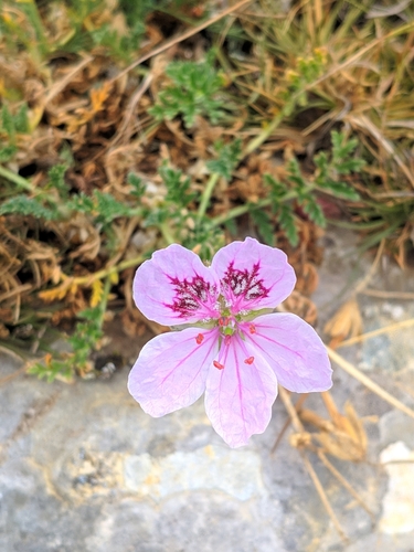 Erodium daucoides, photograph 3