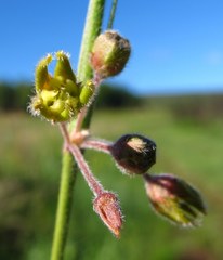 Aspidoglossum woodii