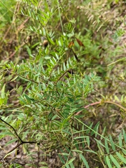 Vicia tenuifolia