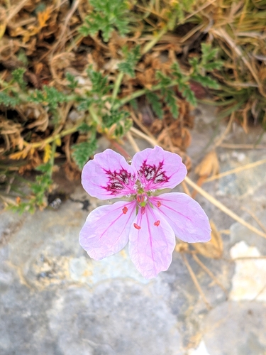Erodium daucoides, photograph 4