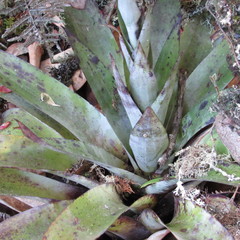 Tillandsia clavigera