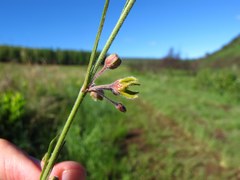 Aspidoglossum woodii