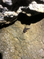 Peropteryx