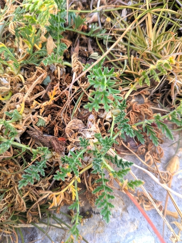 Erodium daucoides, photograph 5