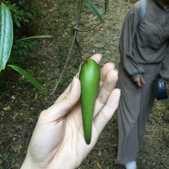 Anodendron affine
