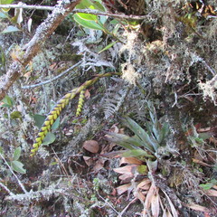 Tillandsia clavigera