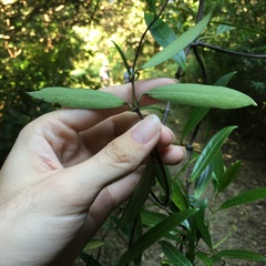 Anodendron affine