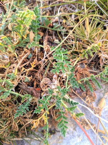 Erodium daucoides, photograph 6