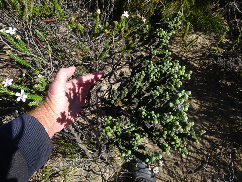 Image of Lime Blombush (Metalasia calcicola) by (c) Shaun Swanepoel, some rights reserved (CC BY)