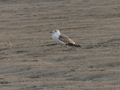 Larus michahellis michahellis