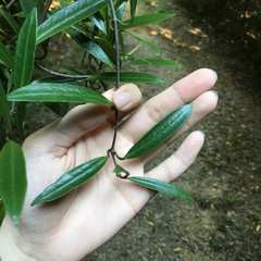 Anodendron affine