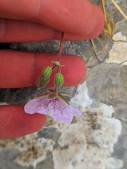 Erodium daucoides