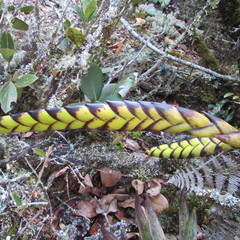 Tillandsia clavigera