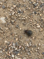 Phyllophaga lanceolata