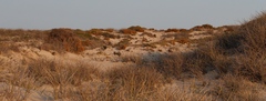 Dufourea flammea