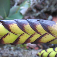 Tillandsia clavigera
