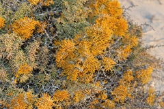 Dufourea flammea