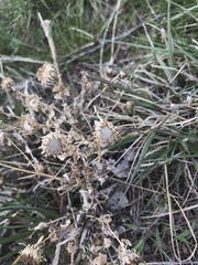 Grindelia squarrosa quasiperennis