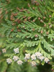 Cupressoideae