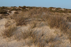 Cladoraphis cyperoides