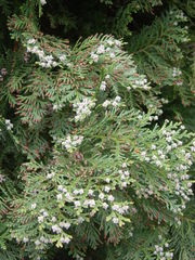 Cupressoideae