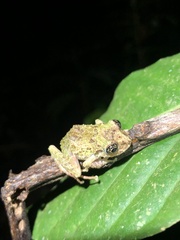Pristimantis katoptroides