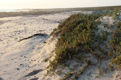 Amphibolia succulenta