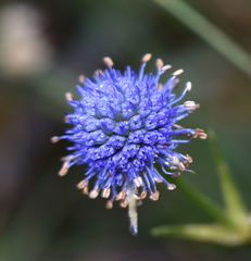 Eryngium eriophorum