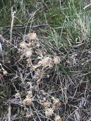 Grindelia squarrosa quasiperennis