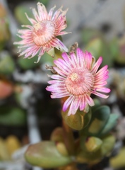 Amphibolia succulenta