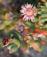 Amphibolia succulenta