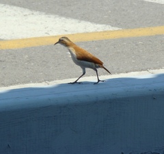 Furnarius leucopus