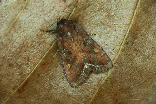 Bright-line Brown-eye