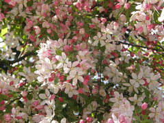Malus