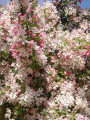 Malus
