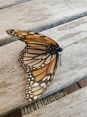 Danaus plexippus