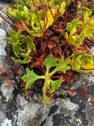 Image of Saxifraga Cuneata (Saxifraga cuneata) by (c) Denys Vynokurov, some rights reserved (CC BY)