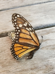 Danaus plexippus
