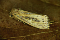 Nonagria typhae