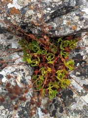 Saxifraga cuneata