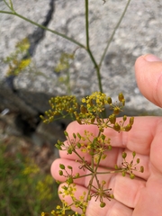 Heracleum sphondylium sibiricum