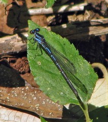 Argia serva