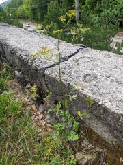 Heracleum sphondylium sibiricum