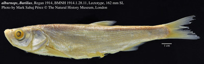 Dian Lake bleak (Anabarilius alburnops) — Cyprinidae