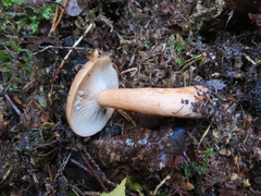 Lactarius tabidus